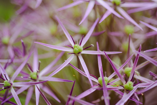 Alliums - An Onion Could Be So Beautiful - Who Knew? - The Irish Gardener Store