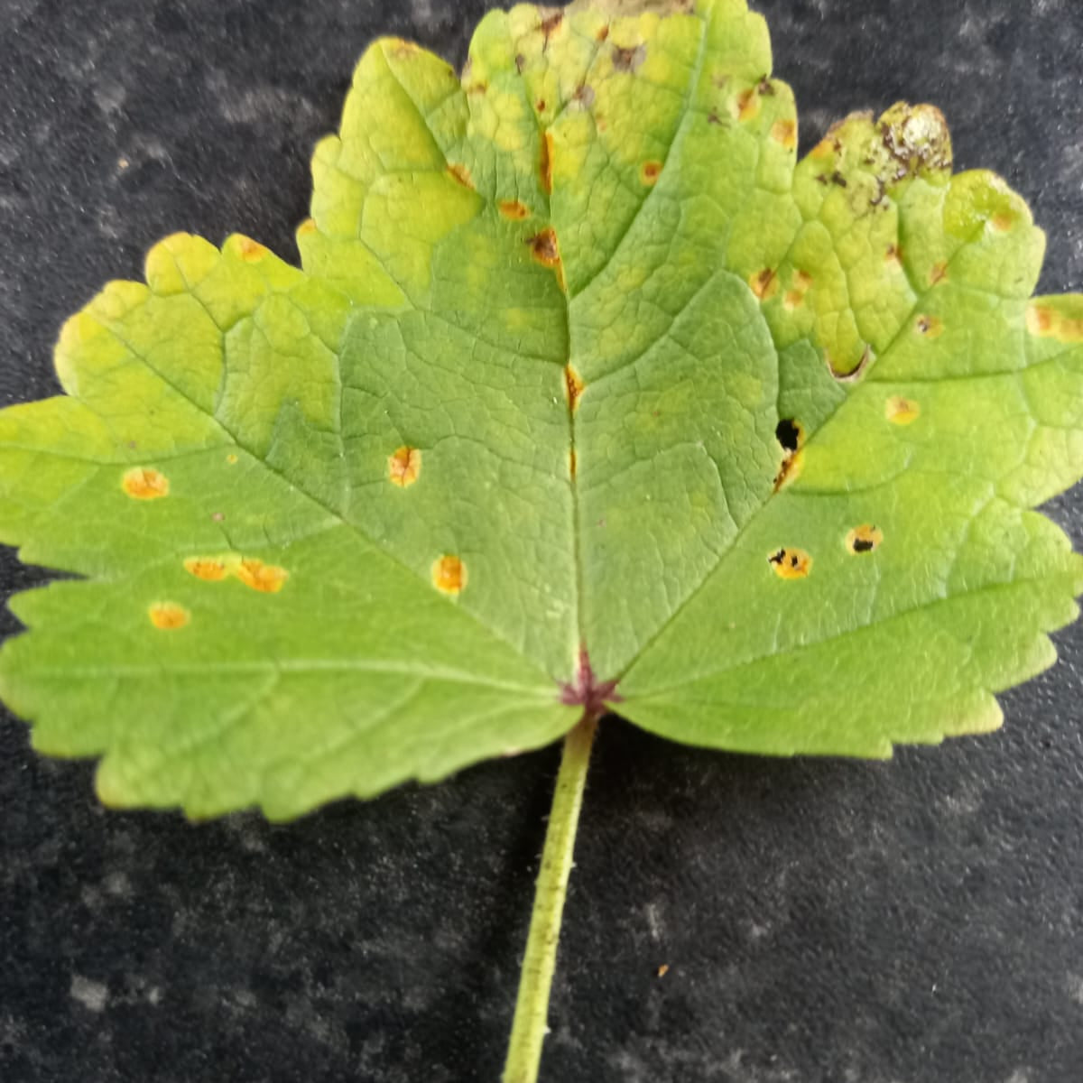 Autumn Garden Care in Ireland, How to Prune Roses & Apple Trees, Treat Rust on Mallow, and Replace Box Hedges - The Irish Gardener