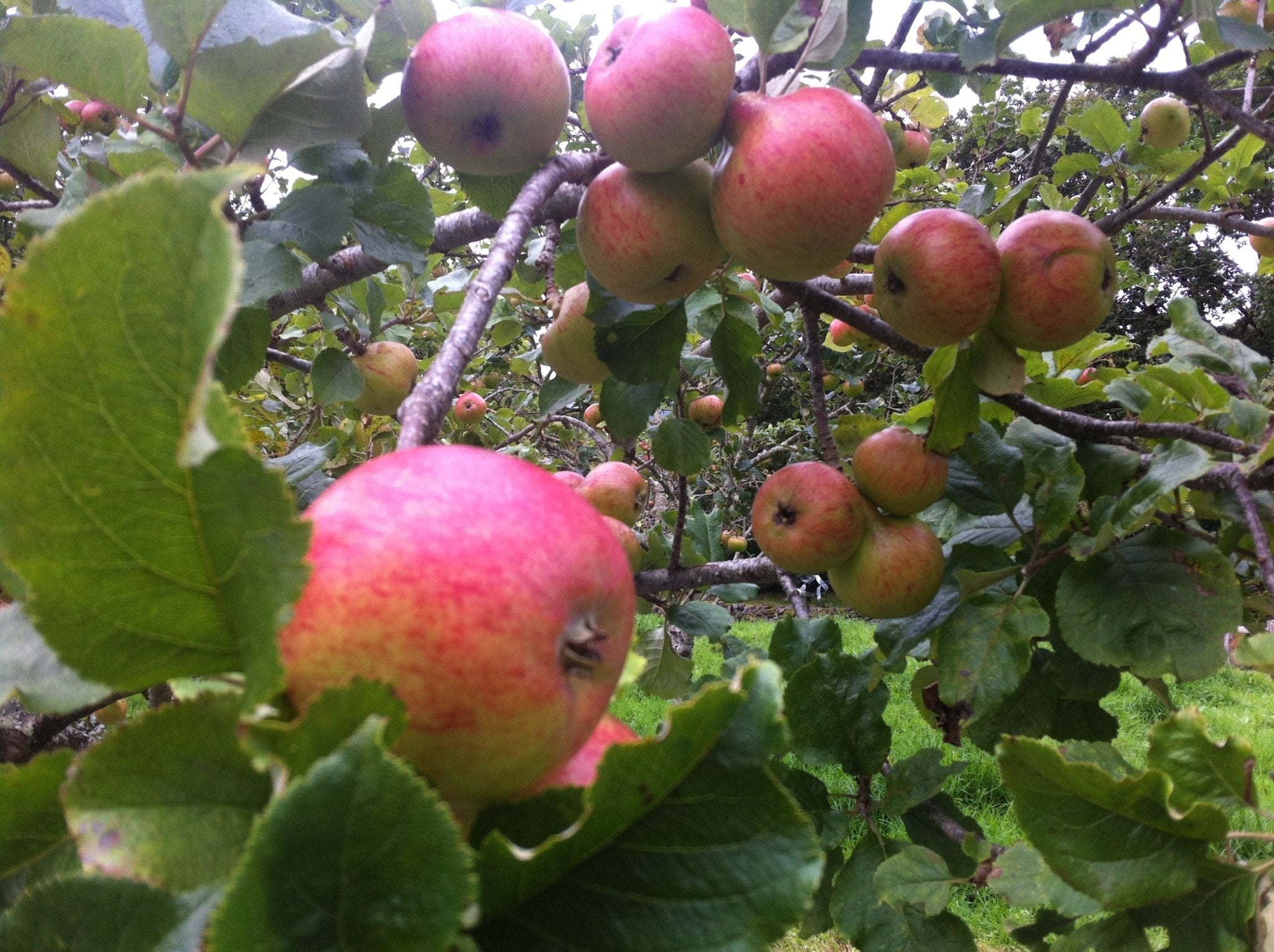 Autumn Garden Q&A, Christmas Cactus, Apple Trees, Laurel Recovery & More - The Irish Gardener