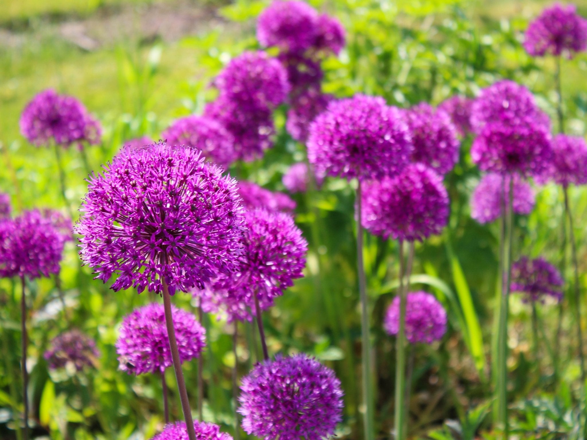 Autumn Gardening Joy: Planting Alliums and Spring Bulbs for Stunning Displays - The Irish Gardener