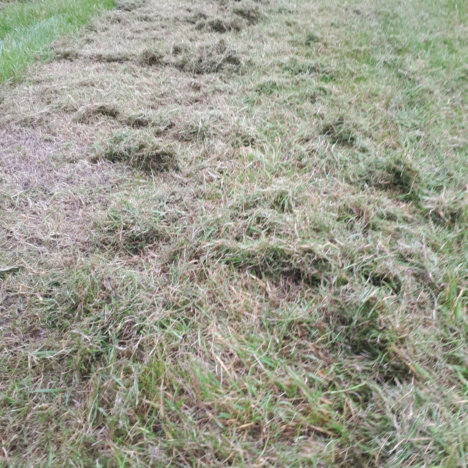 Gardening Q&A Ireland, Storm Amy, Clivia Care, Lawn Moss Solutions & Autumn Planting - The Irish Gardener