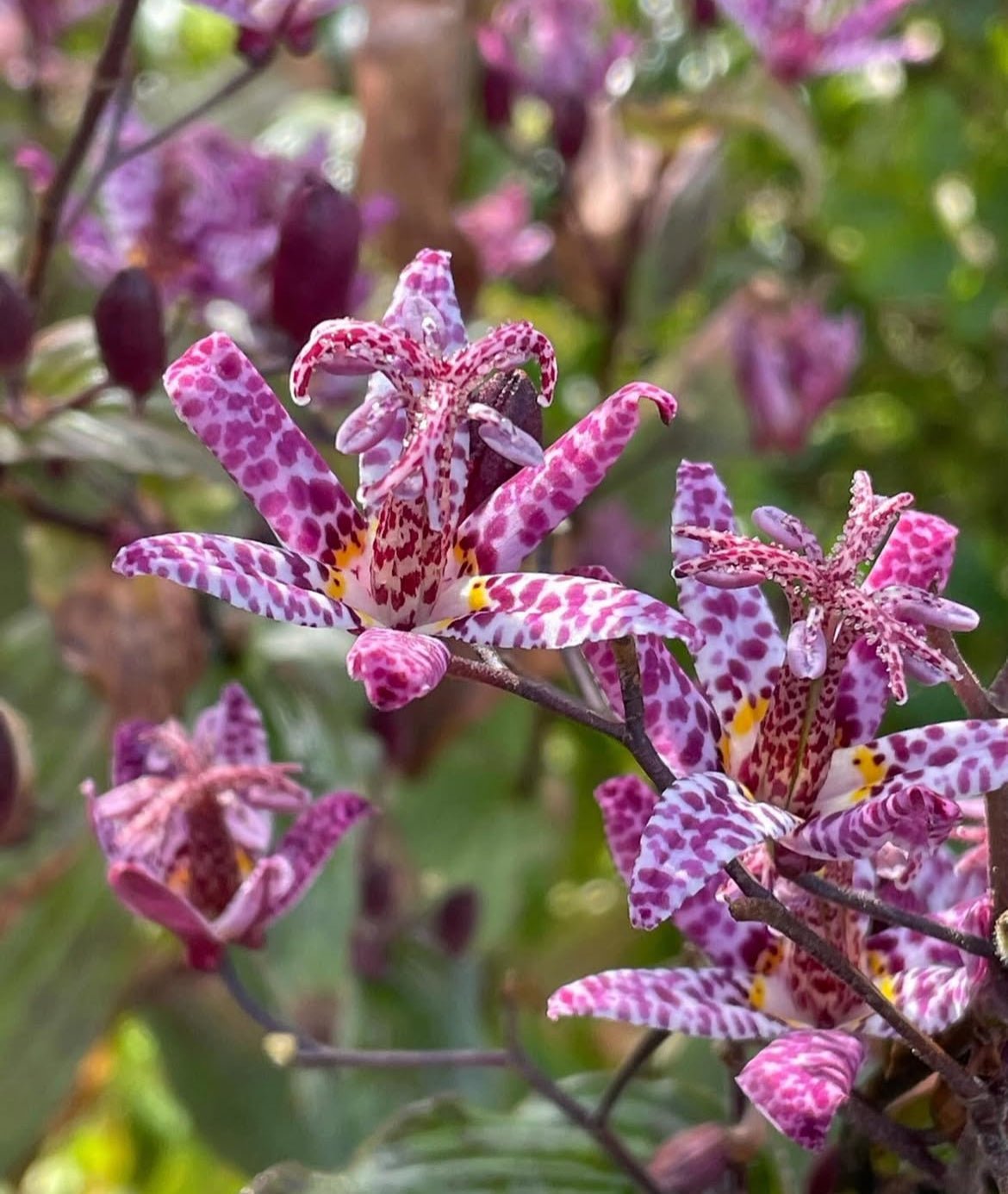 Gardening With Nature, Autumn Colour and Biodiversity at Tantalus Nursery - The Irish Gardener