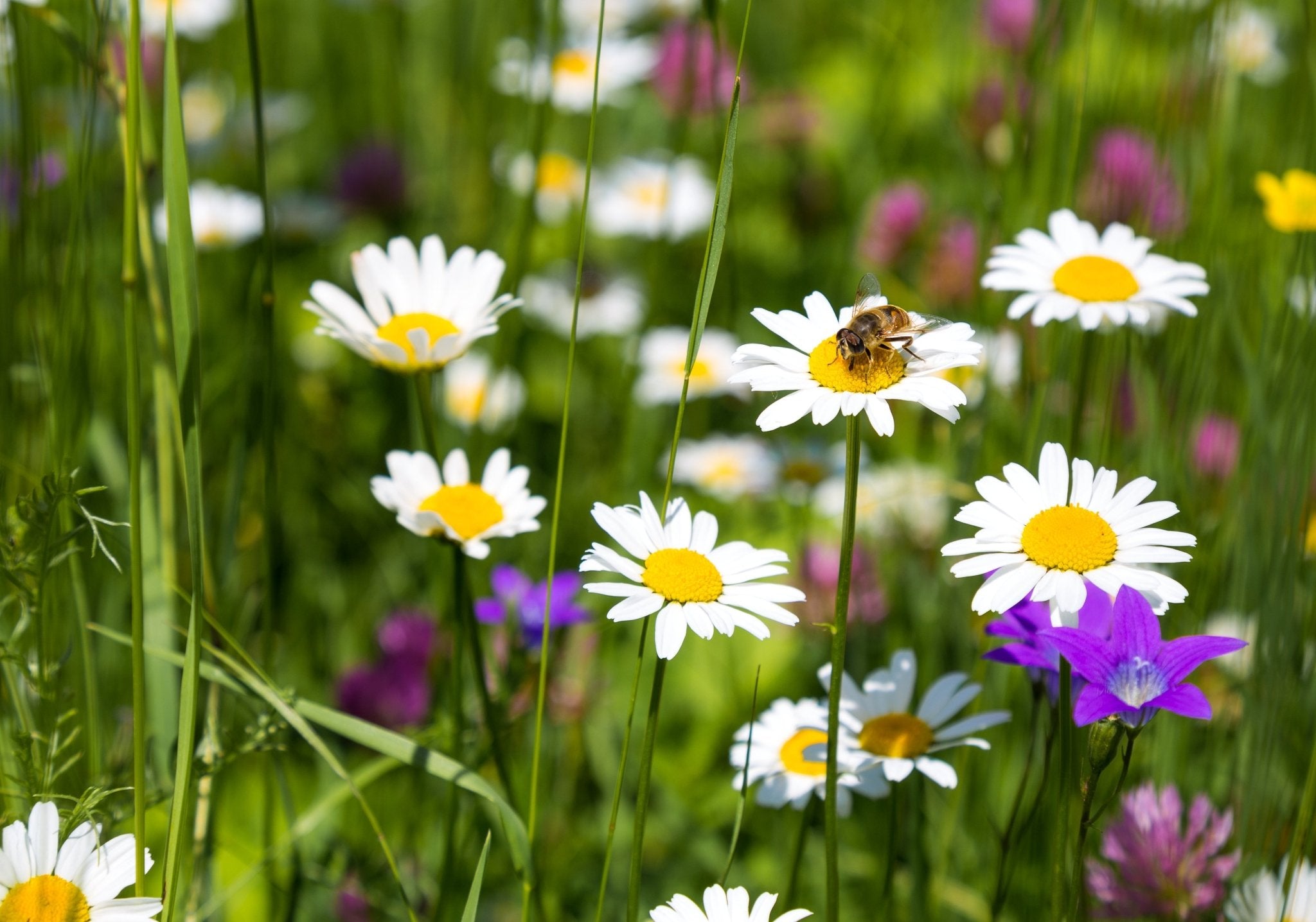 How to Sow a Wildflower Meadow (and Why It Matters for Bees ) - The Irish Gardener