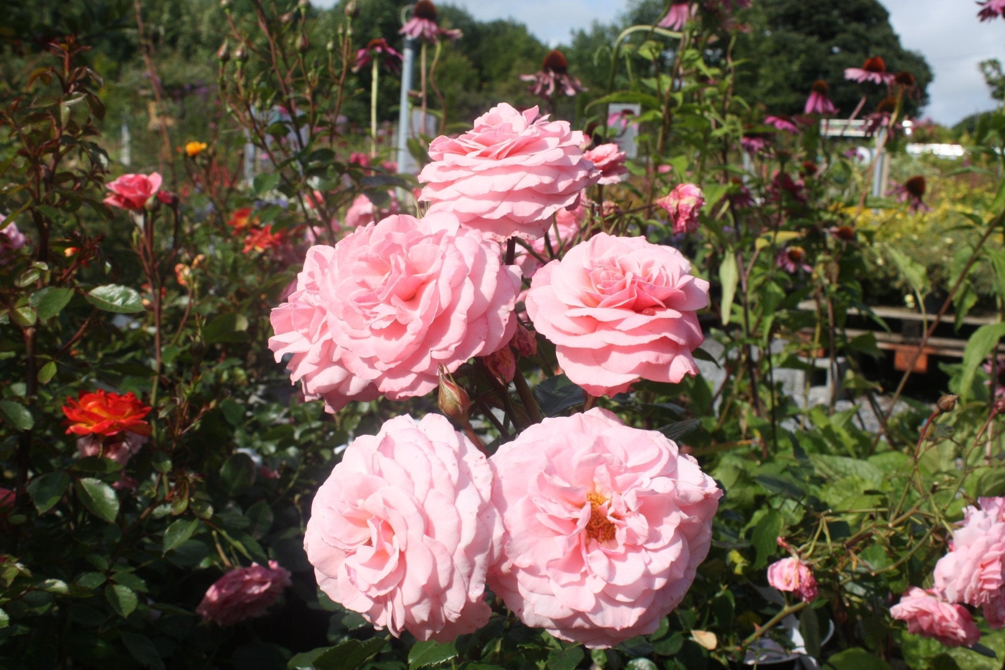 Radio Gardening Q&A: Slug-eaten Hostas, Knotweed, Gooseberry Mildew, Potato Blight, Roses Dropping Blooms & More - The Irish Gardener