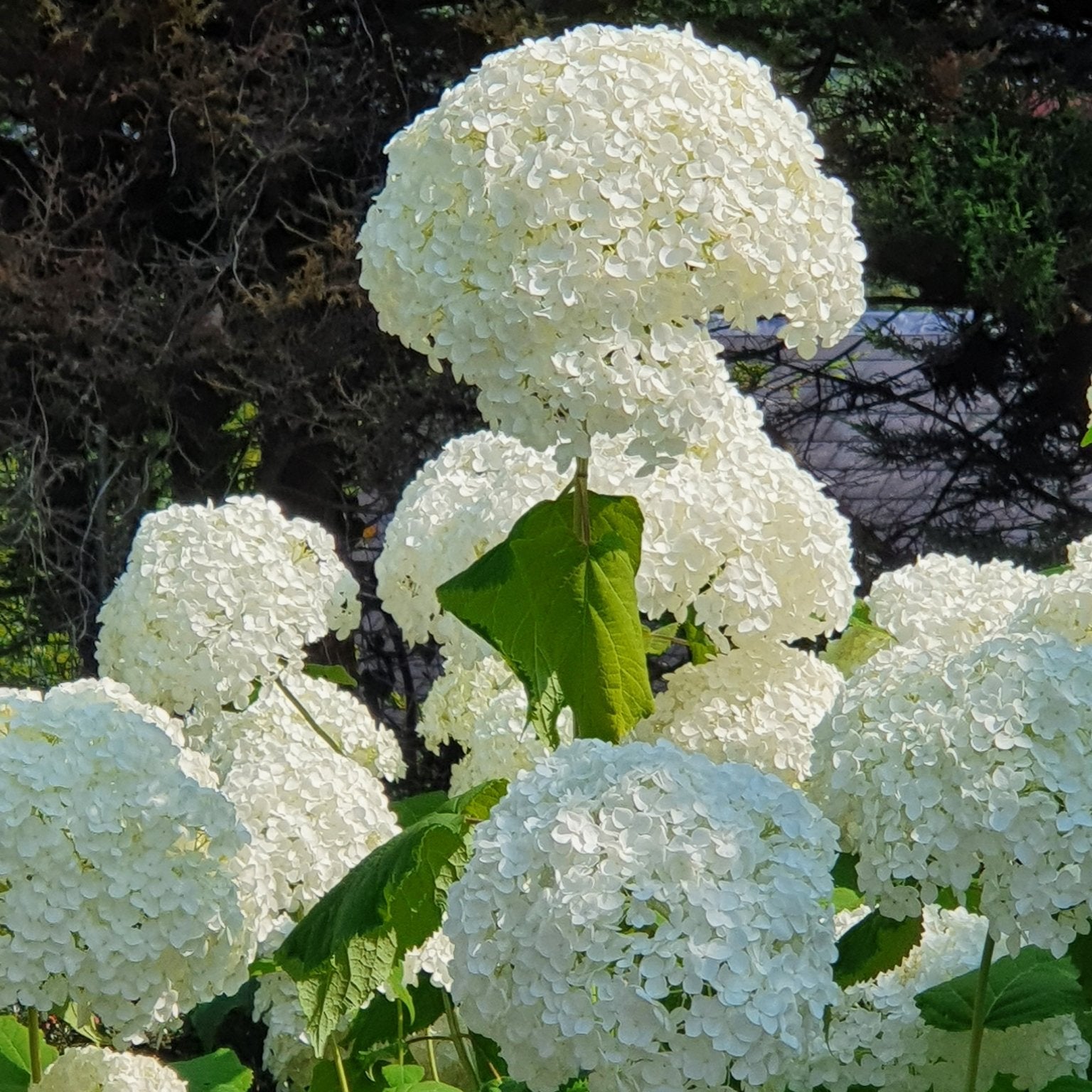 Radio Gardening Q&A with Peter Dowdall, Hydrangea Pruning, Lawn Repair & Autumn Bulbs (17 Sept 2025) - The Irish Gardener
