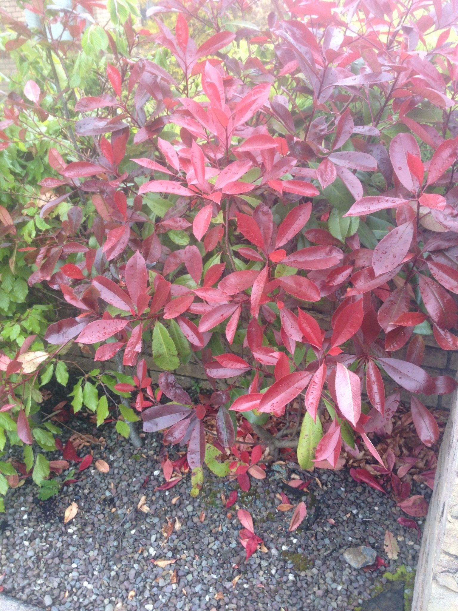 When to Prune Red Robin and Apple Trees – October Gardening Q&A with Peter Dowdall - The Irish Gardener