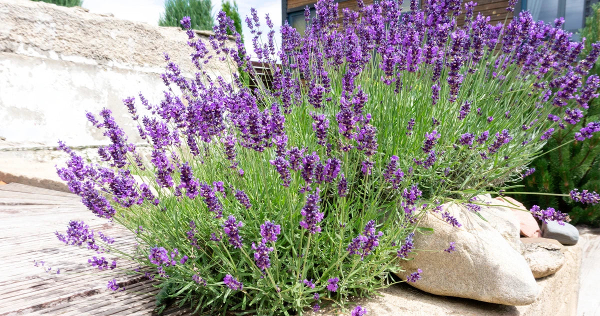 lavender flowers growing in a garden designed by Peter Dowdall