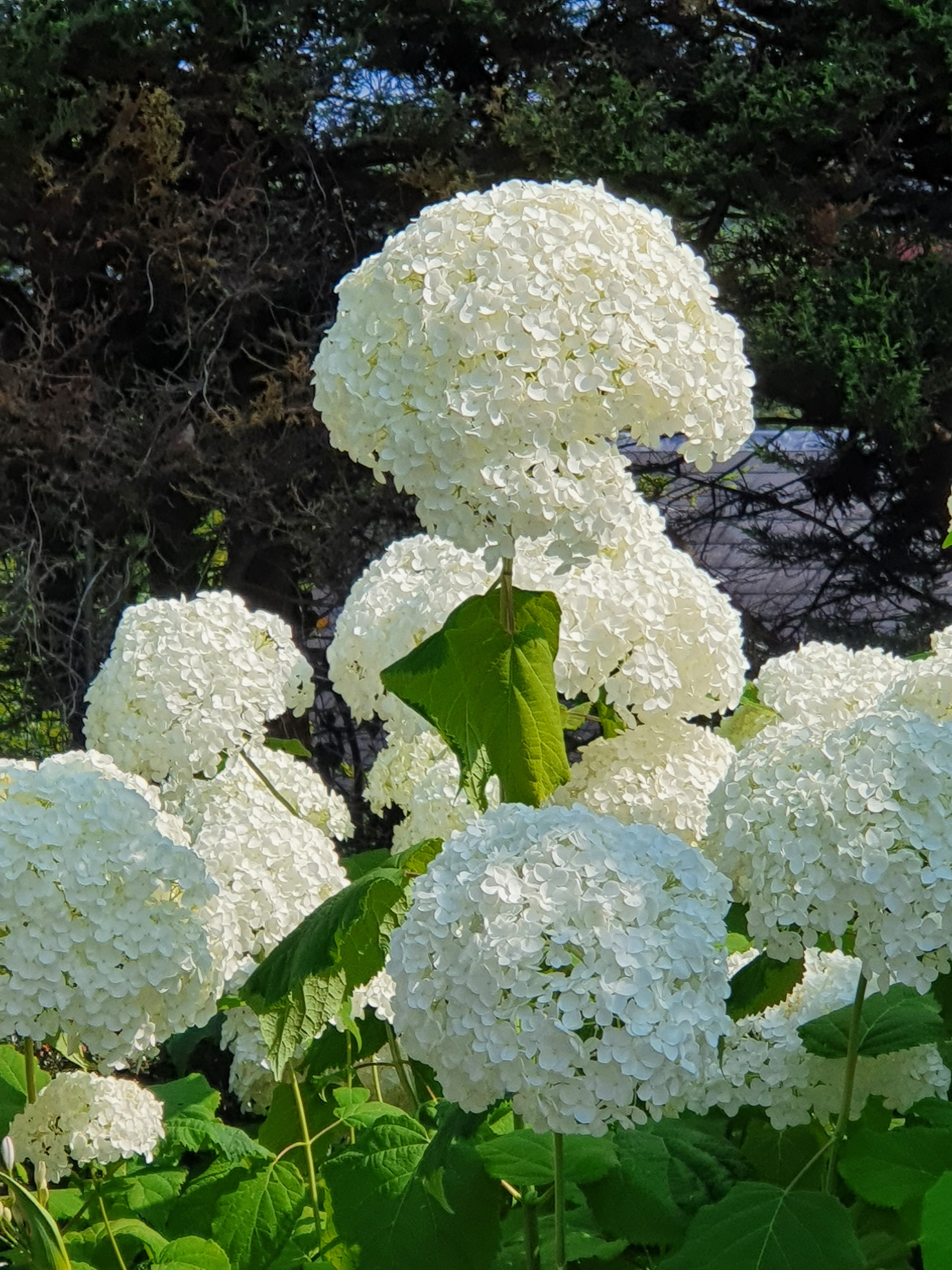 white flowers of hydrngea anabelle in the garden