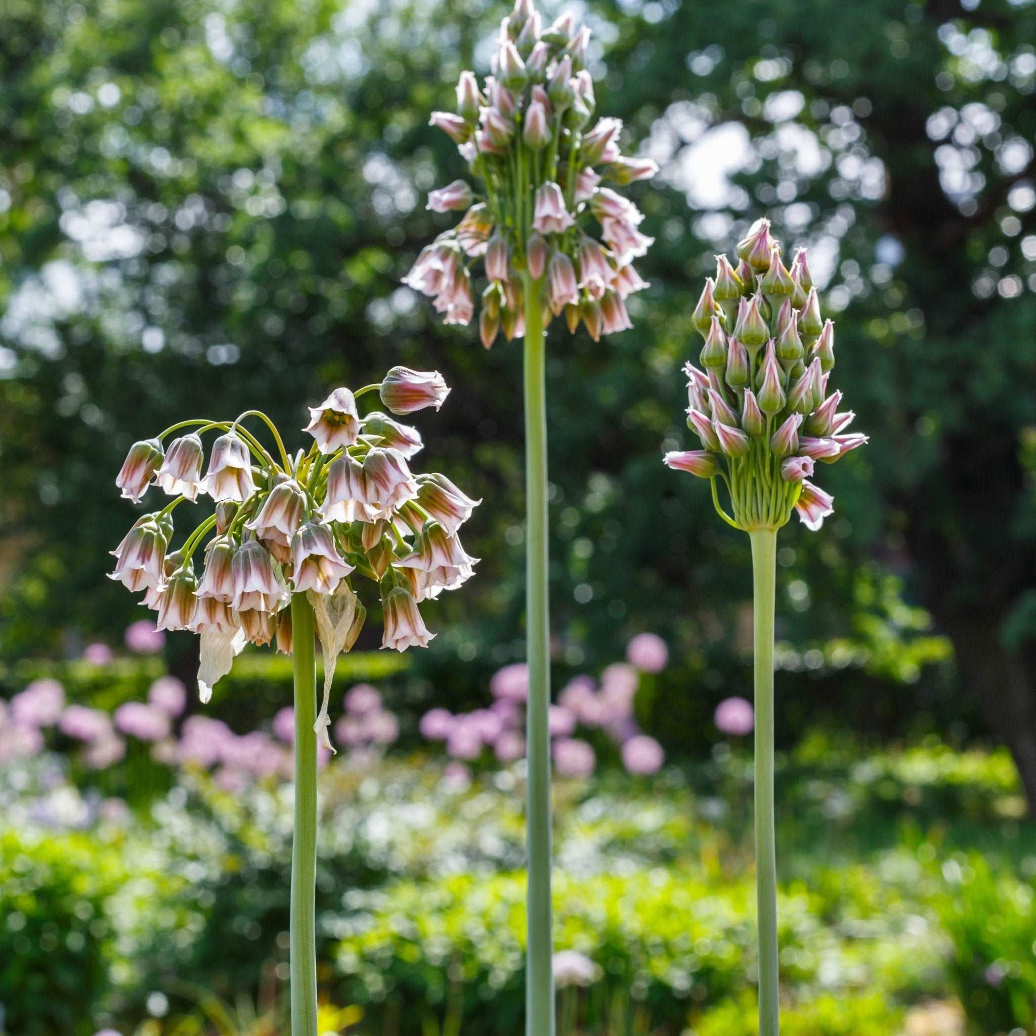 Nectaroscordum siculum - The Irish Gardener Store