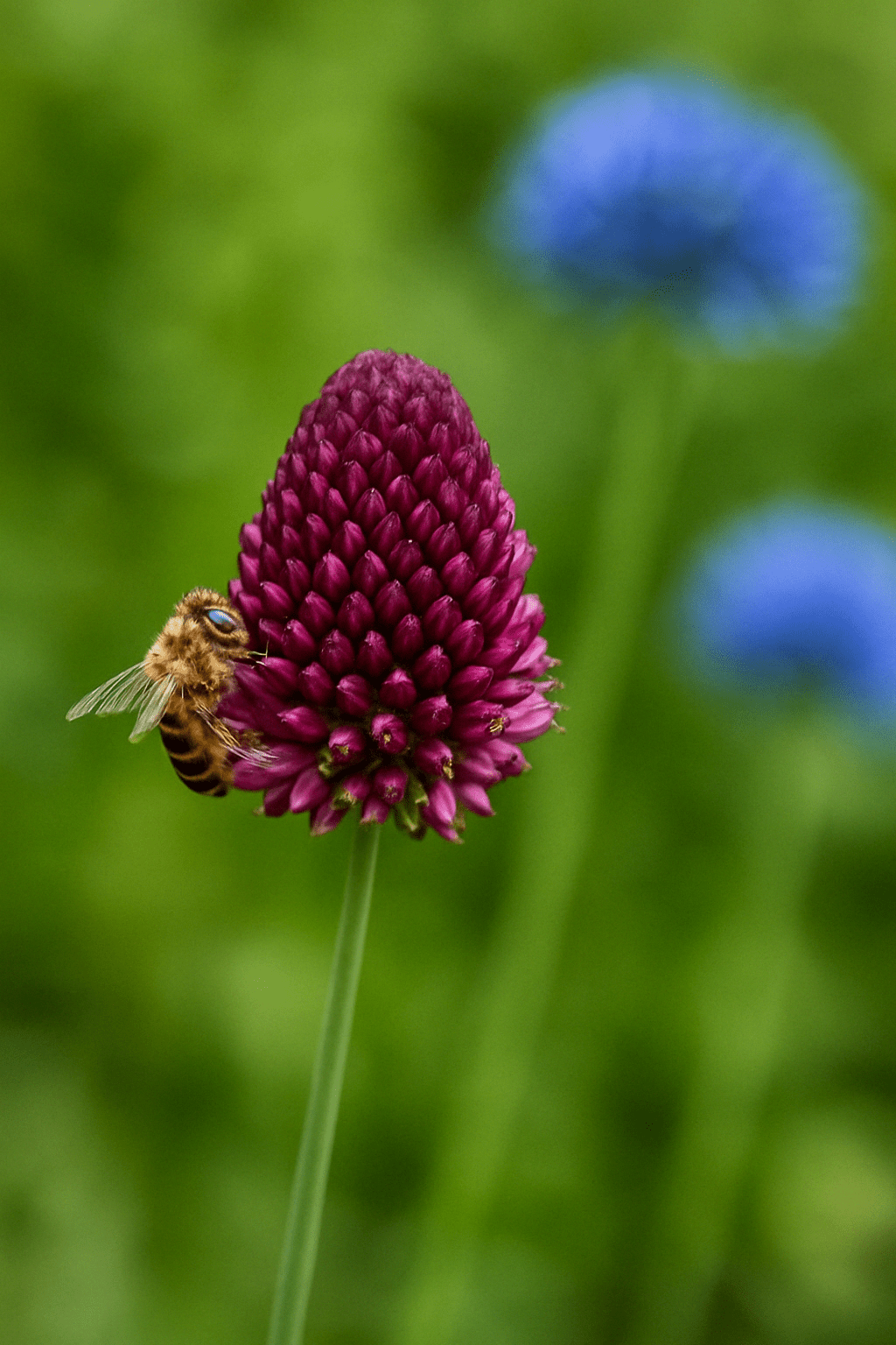 Peter’s Collection of Best - Loved Alliums - The Irish Gardener Store