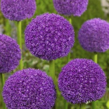 Allium Ambassador, Purple Allium, Allium, Alliums, Allium Bulbs, Ornamental Onion, Purple Ornamental Onion
