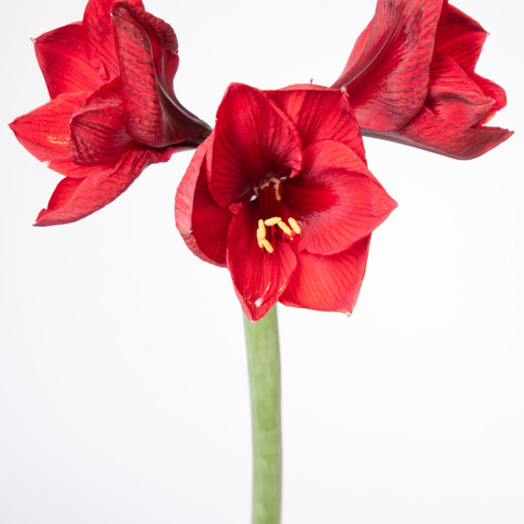 Amaryllis Benfica - The Irish Gardener Store