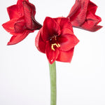Amaryllis Benfica - The Irish Gardener Store