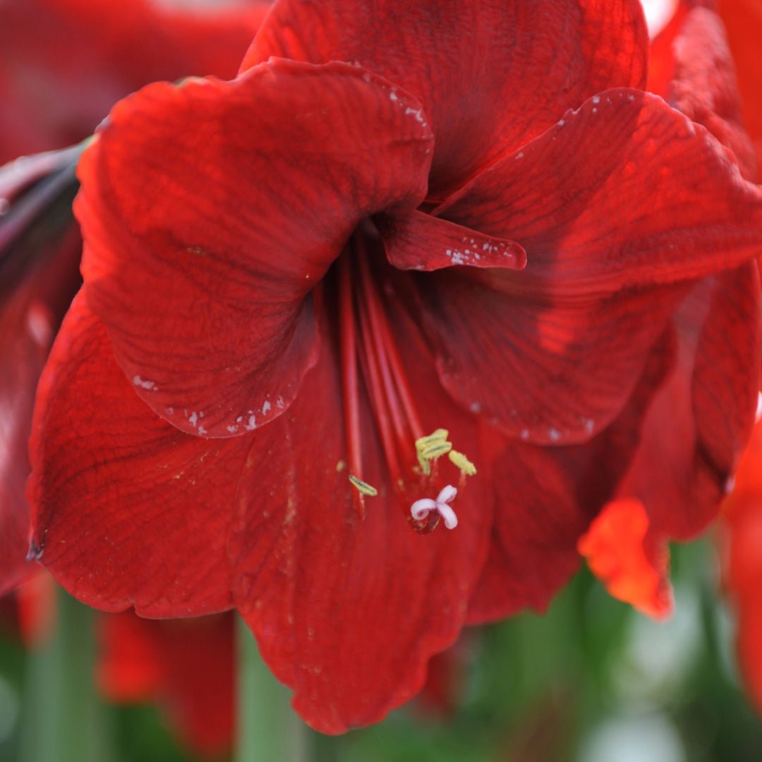 Amaryllis Benfica - The Irish Gardener Store