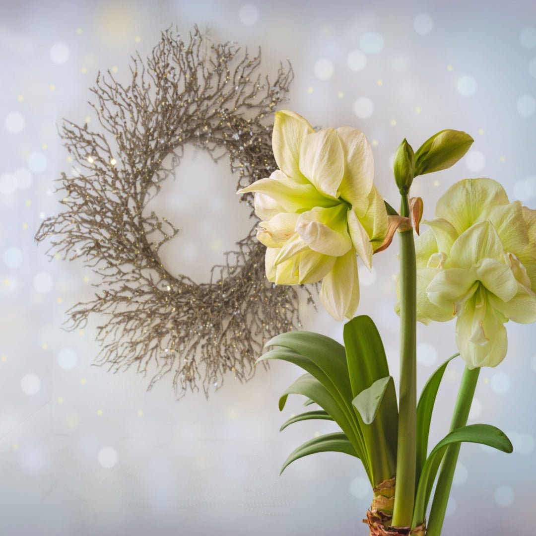 Amaryllis Marilyn - The Irish Gardener Store