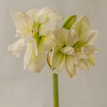 Amaryllis Marilyn - The Irish Gardener Store