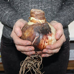 Amaryllis Marilyn - The Irish Gardener Store