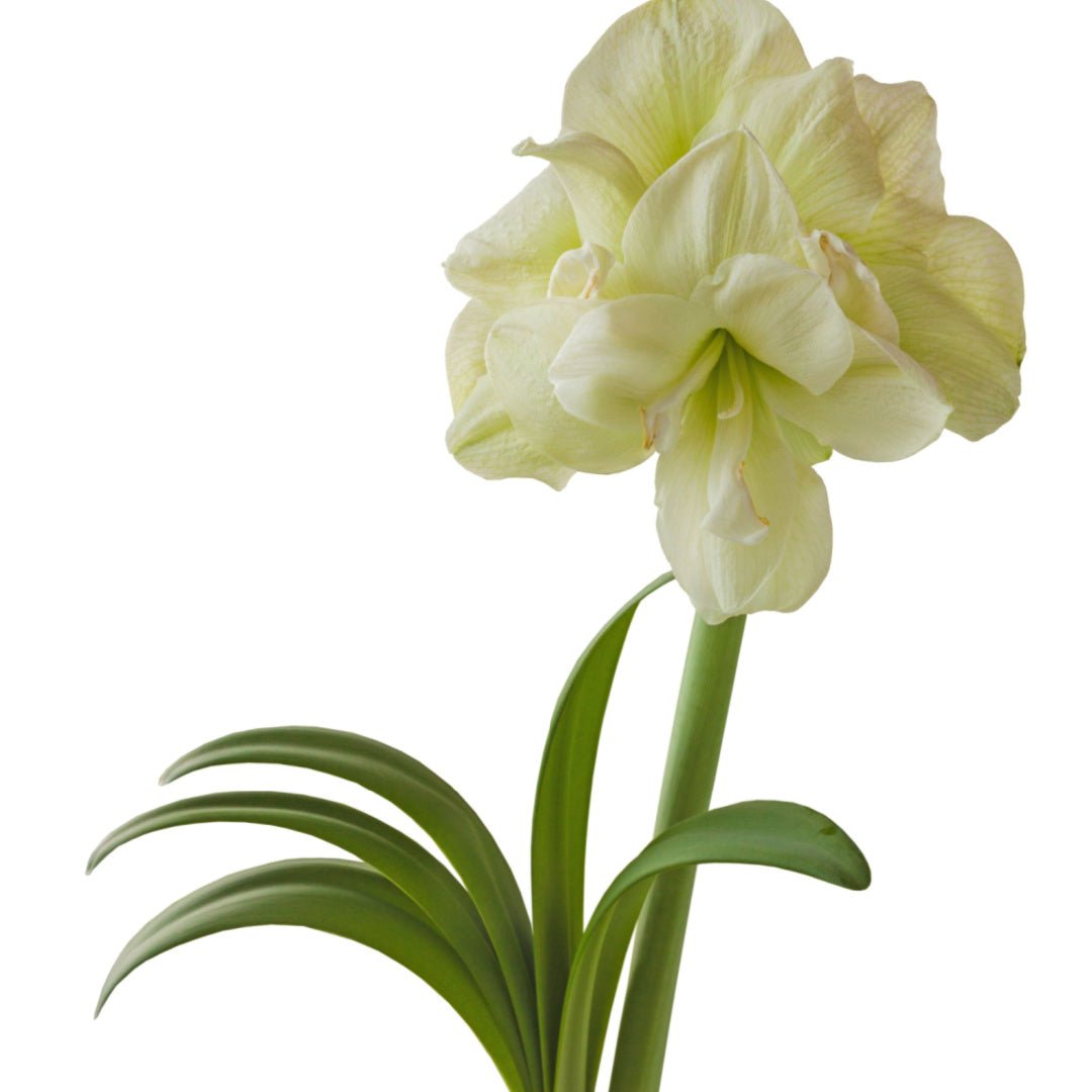 Amaryllis Marilyn - The Irish Gardener Store