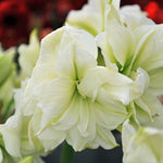 Amaryllis Marilyn - The Irish Gardener Store