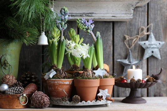 Christmas Hyacinth - 5 Bulbs - The Irish Gardener Store