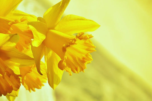 Daffodil Golden Harvest 30 Bulbs - The Irish Gardener Store