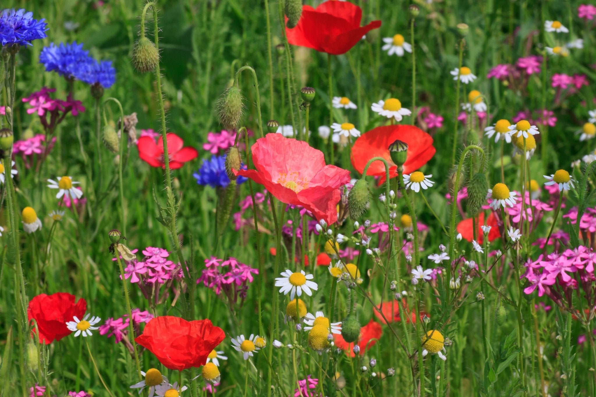 Image of a colourful wildflower meadow grown from the Easy Grow Native Irish Wildflower Seed Mixture, showcasing a vibrant display of low-maintenance blooms.