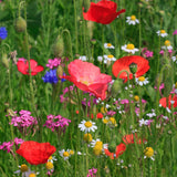Image of a colourful wildflower meadow grown from the Easy Grow Native Irish Wildflower Seed Mixture, showcasing a vibrant display of low-maintenance blooms.