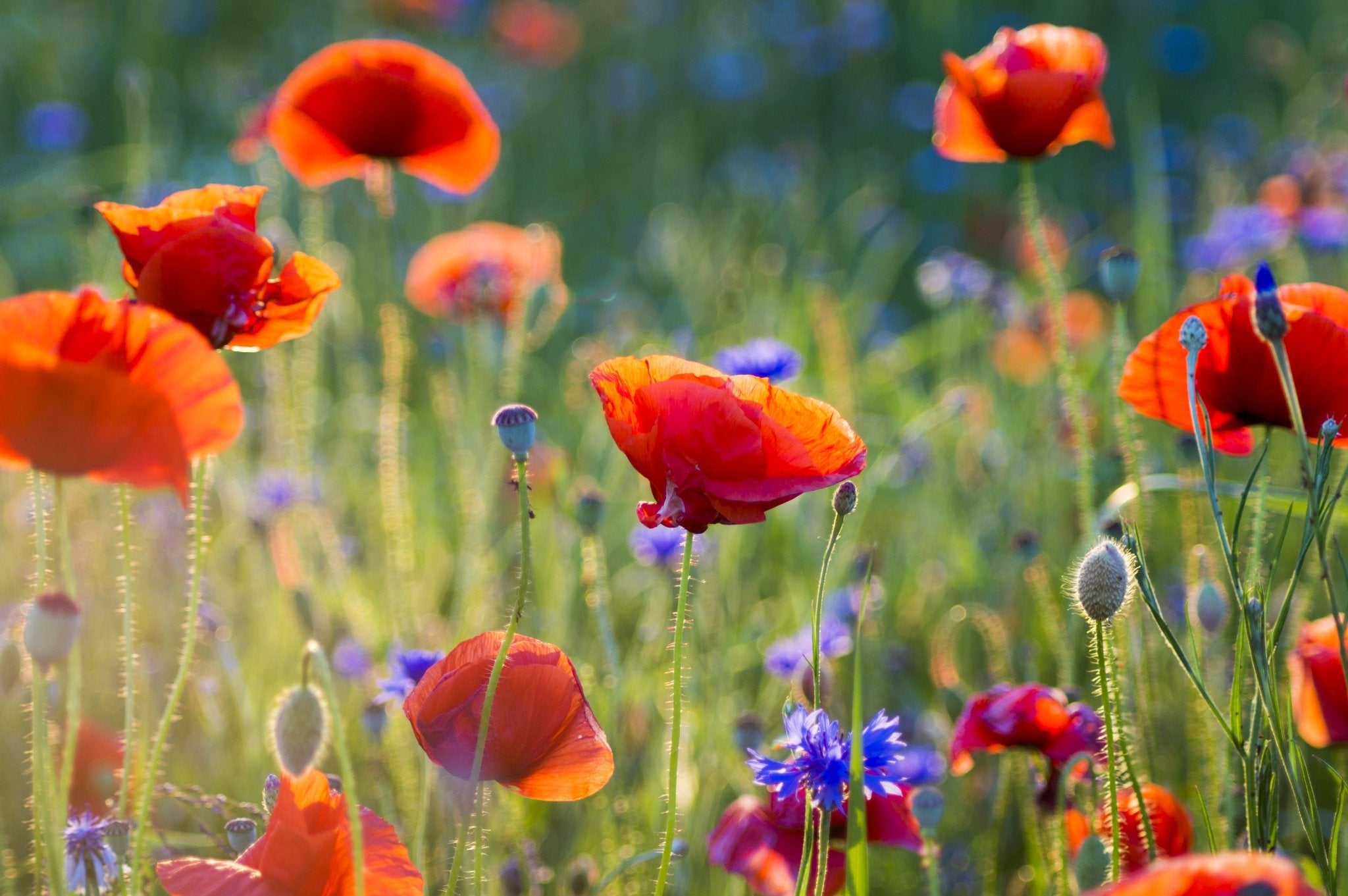 Image of a colourful wildflower meadow grown from the Easy Grow Native Irish Wildflower Seed Mixture, showcasing a vibrant display of low-maintenance blooms.