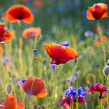 Image of a colourful wildflower meadow grown from the Easy Grow Native Irish Wildflower Seed Mixture, showcasing a vibrant display of low-maintenance blooms.