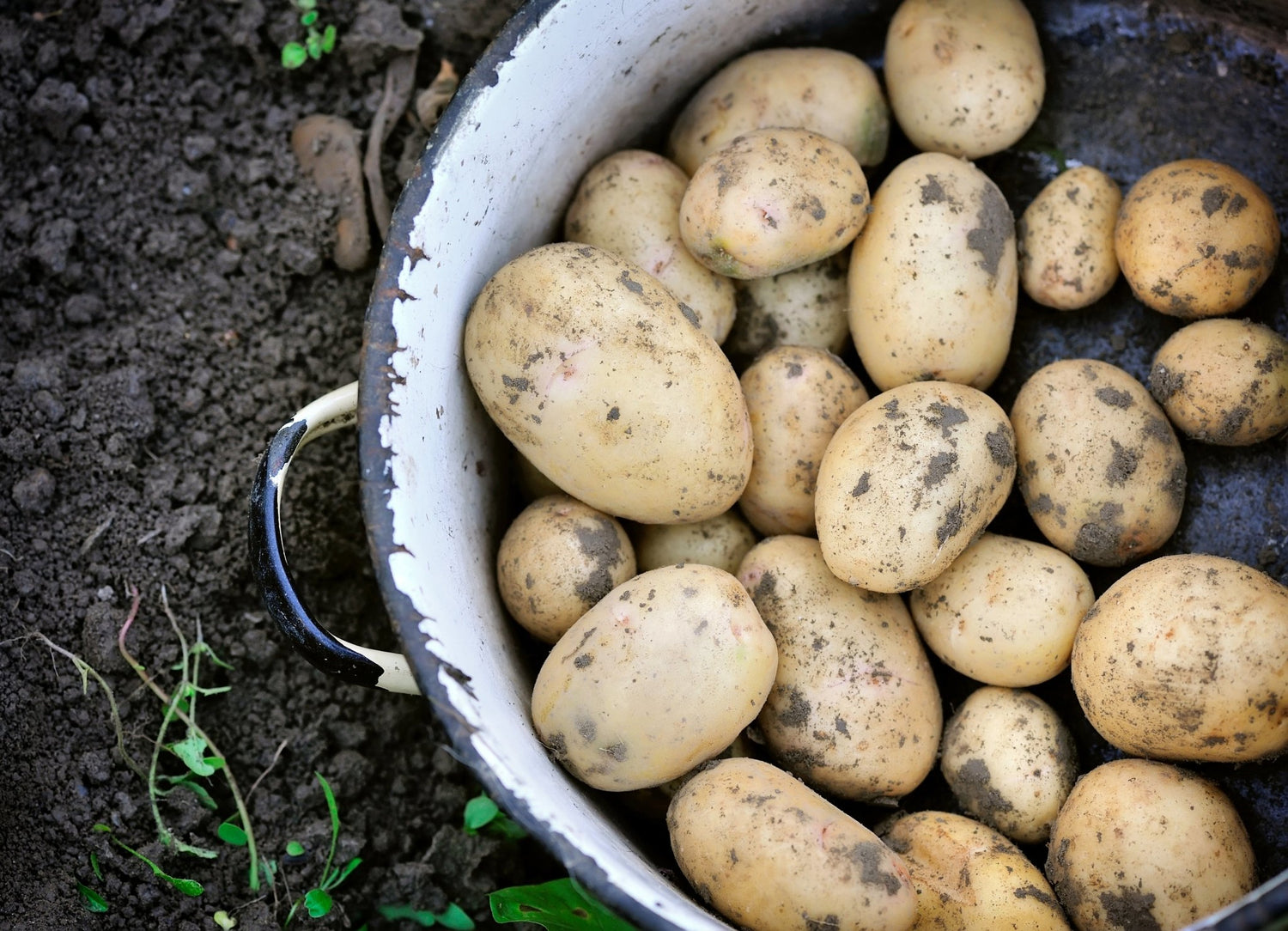 First Earlies Seed Potatoes - The Irish Gardener Store