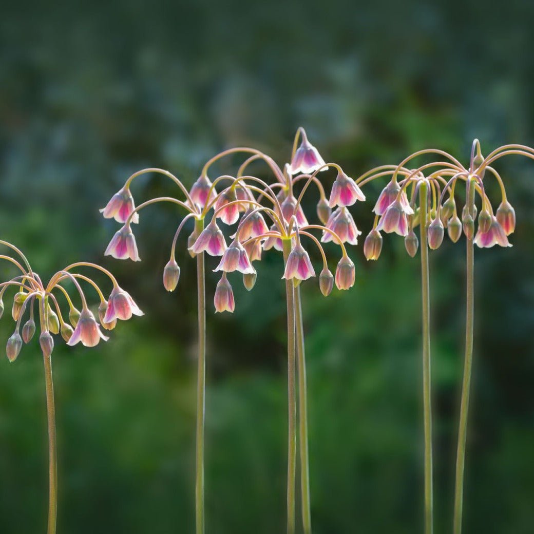 Nectaroscordum siculum - The Irish Gardener Store