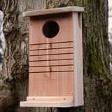 Red Squirrel Nest Box - The Irish Gardener Store Red Squirrel Nest Box, wooden construction with natural finish, mounted on a tree trunk, circular entrance hole, horizontal grooves for climbing, weather-resistant design, spacious interior, eco-friendly wildlife shelter, ideal for red squirrels, located in a natural outdoor setting, sustainable conservation habitat