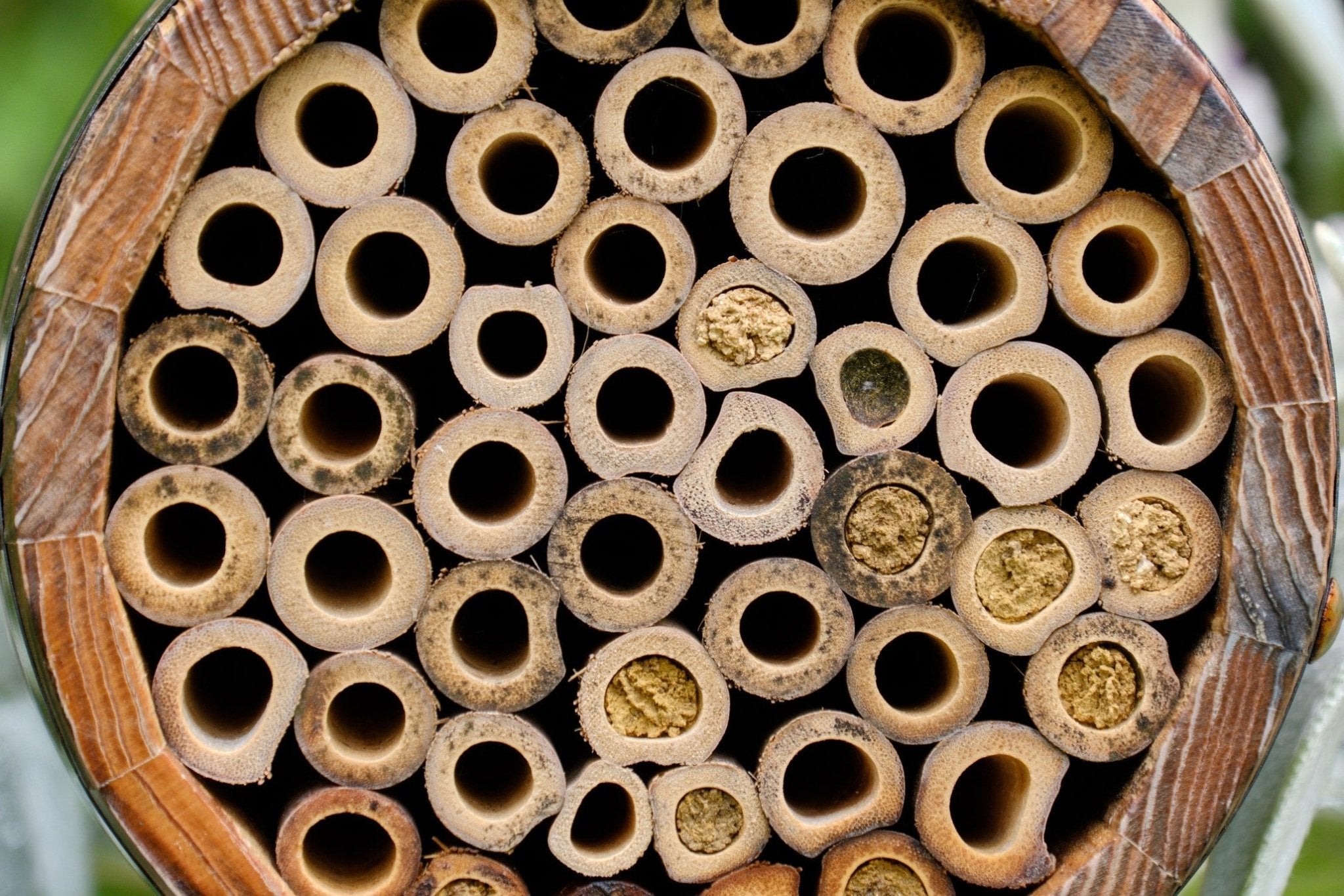 The Bee Barrel - The Irish Gardener Store rustic wooden bee barrel, hanging pollinator habitat, bamboo nesting tubes, eco-friendly design, bee nesting barrel, garden decoration for pollinators, sustainable bee shelter, wildlife garden accessory, wooden barrel bee home, rope hanging bee habitat
