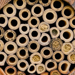 The Bee Barrel - The Irish Gardener Store rustic wooden bee barrel, hanging pollinator habitat, bamboo nesting tubes, eco-friendly design, bee nesting barrel, garden decoration for pollinators, sustainable bee shelter, wildlife garden accessory, wooden barrel bee home, rope hanging bee habitat