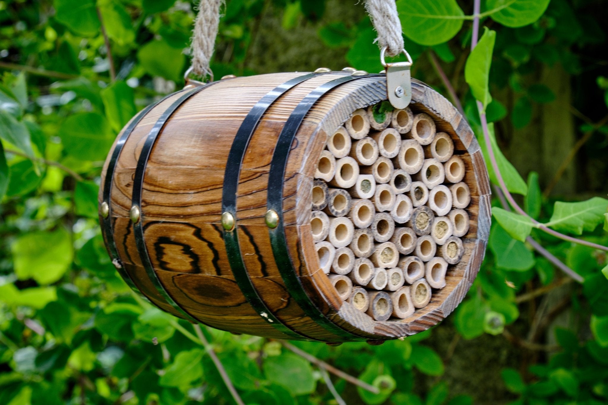 The Bee Barrel - The Irish Gardener Store rustic wooden bee barrel, hanging pollinator habitat, bamboo nesting tubes, eco-friendly design, bee nesting barrel, garden decoration for pollinators, sustainable bee shelter, wildlife garden accessory, wooden barrel bee home, rope hanging bee habitat