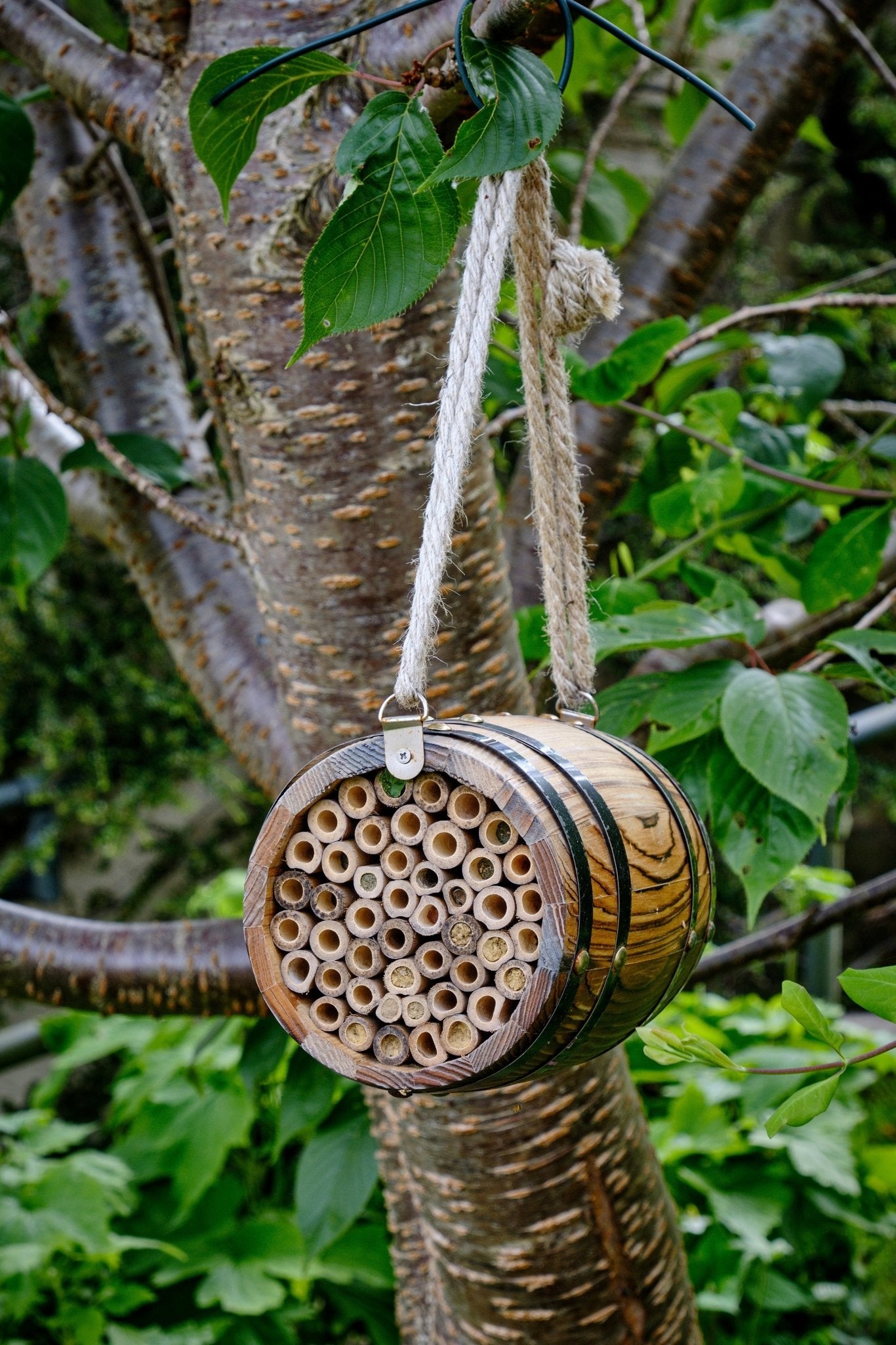 The Bee Barrel - The Irish Gardener Store rustic wooden bee barrel, hanging pollinator habitat, bamboo nesting tubes, eco-friendly design, bee nesting barrel, garden decoration for pollinators, sustainable bee shelter, wildlife garden accessory, wooden barrel bee home, rope hanging bee habitat