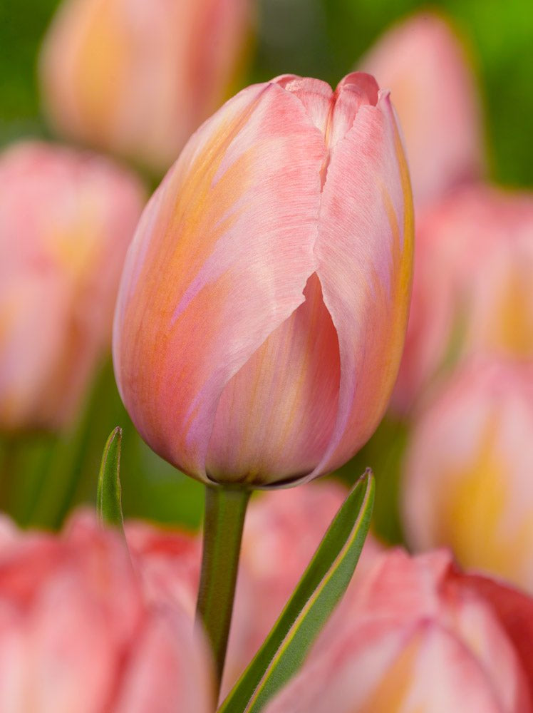 Tulip Design Impression - The Irish Gardener Store