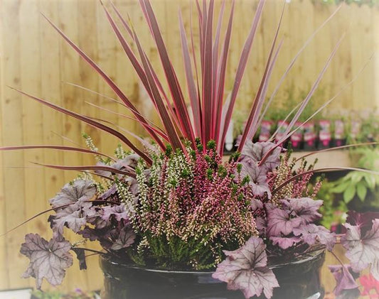 Winter Beauty Plant Pot Mix - Selection A - The Irish Gardener Store