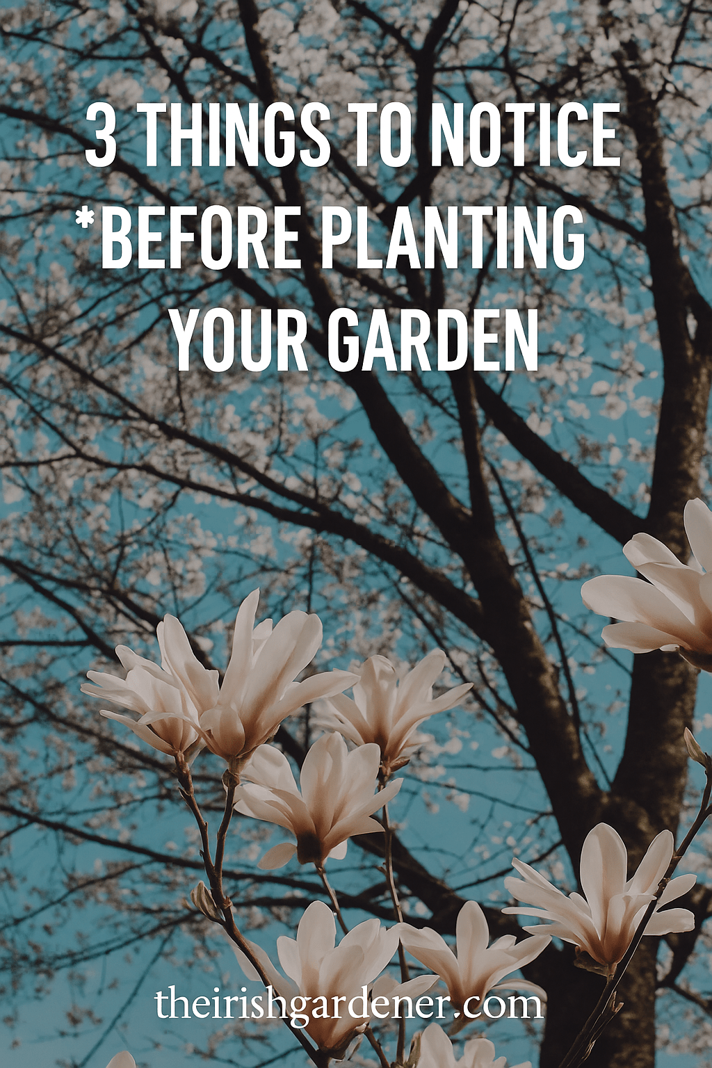 3 Things to Notice in Your Garden Before You Plant a Thing - The Irish Gardener Store