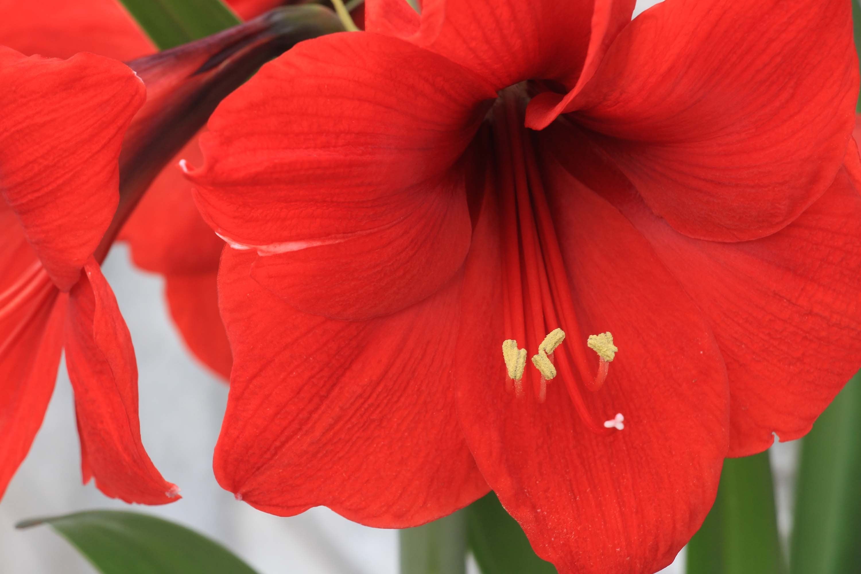 Winter Gardening Questions Answered. Houseplants, Greenhouses and Preparing for Spring