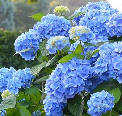 Ask The Gardener: Why Hydrangeas Don’t Bloom, Rose Troubles & Autumn Pruning Tips - The Irish Gardener Store