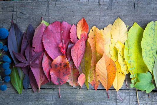 Autumn Colour A Magical Annual Display - The Irish Gardener Store