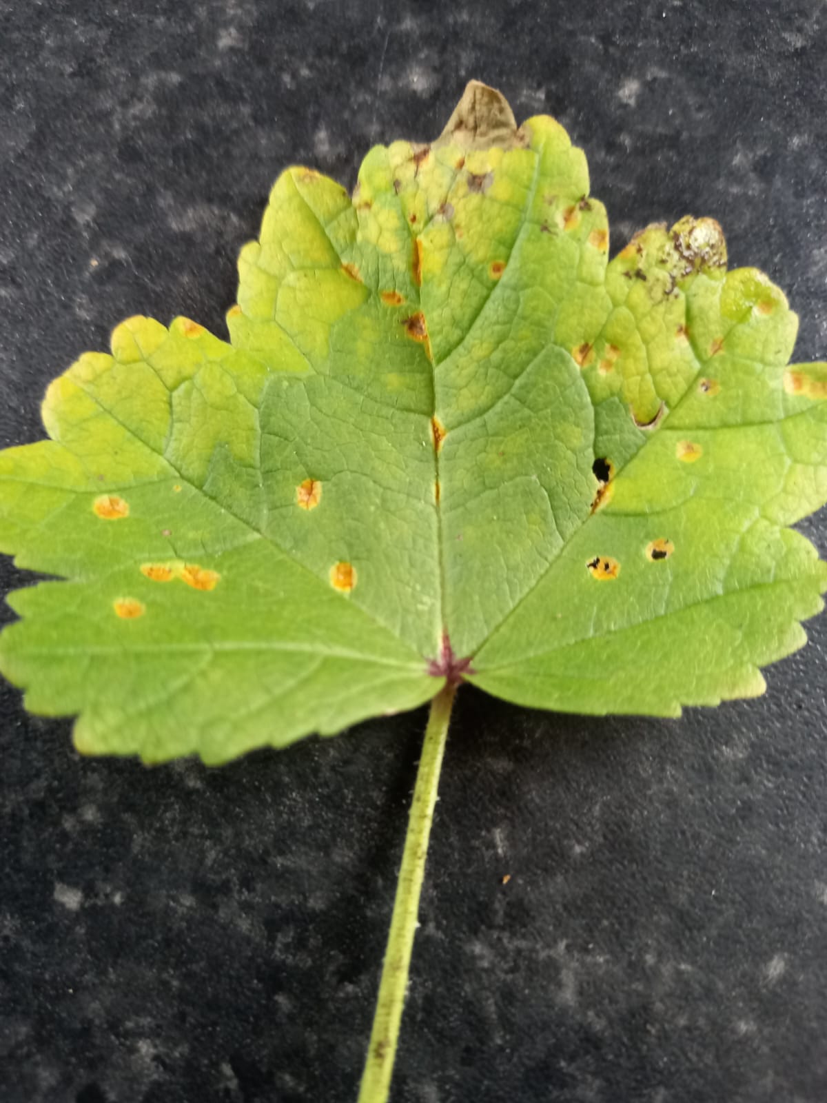 Autumn Garden Care in Ireland, How to Prune Roses & Apple Trees, Treat Rust on Mallow, and Replace Box Hedges - The Irish Gardener