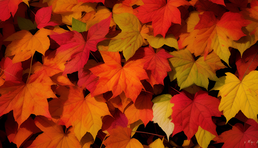 autumn leaf colour