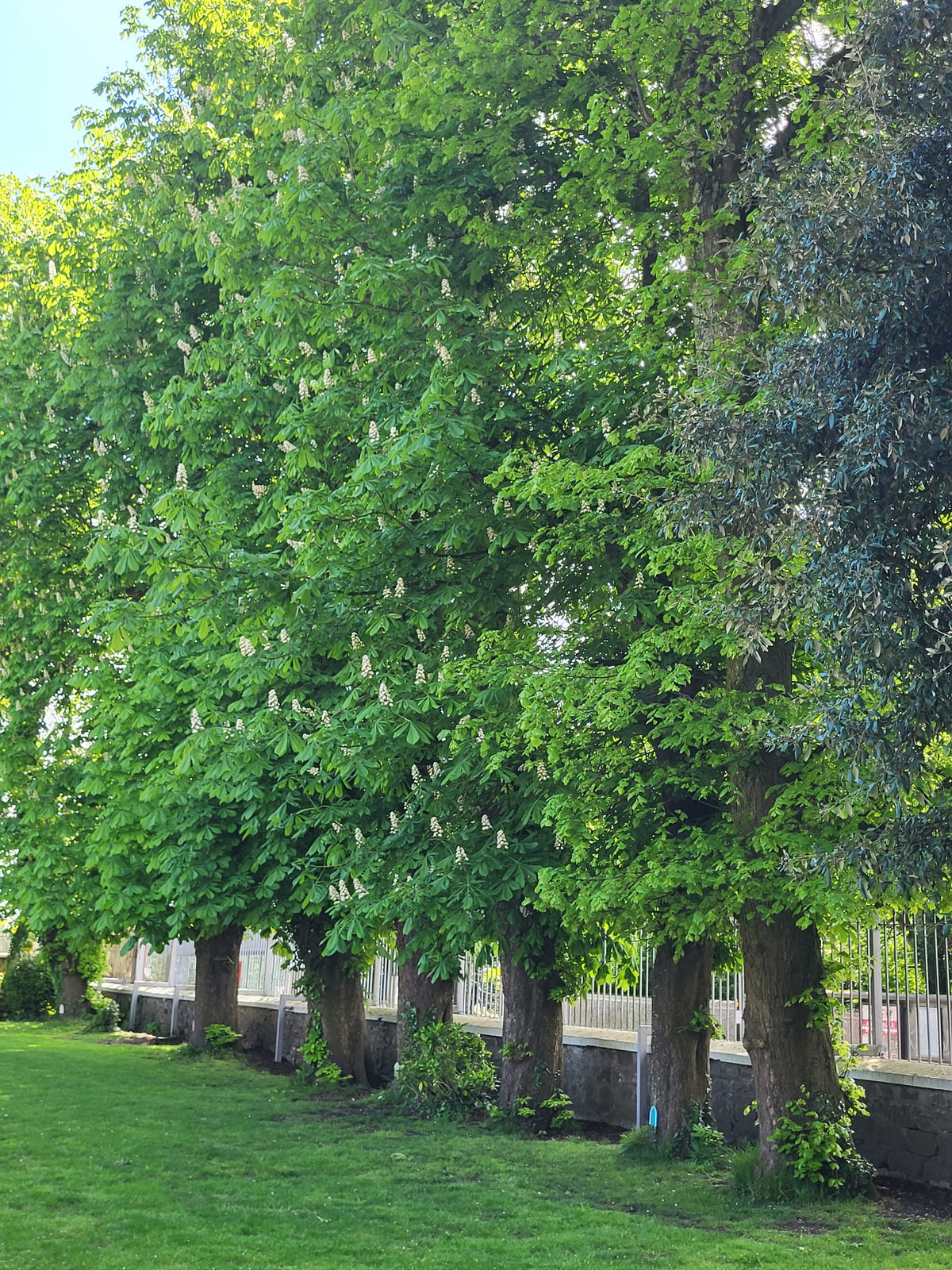 Trees growing in a grassy urban green space