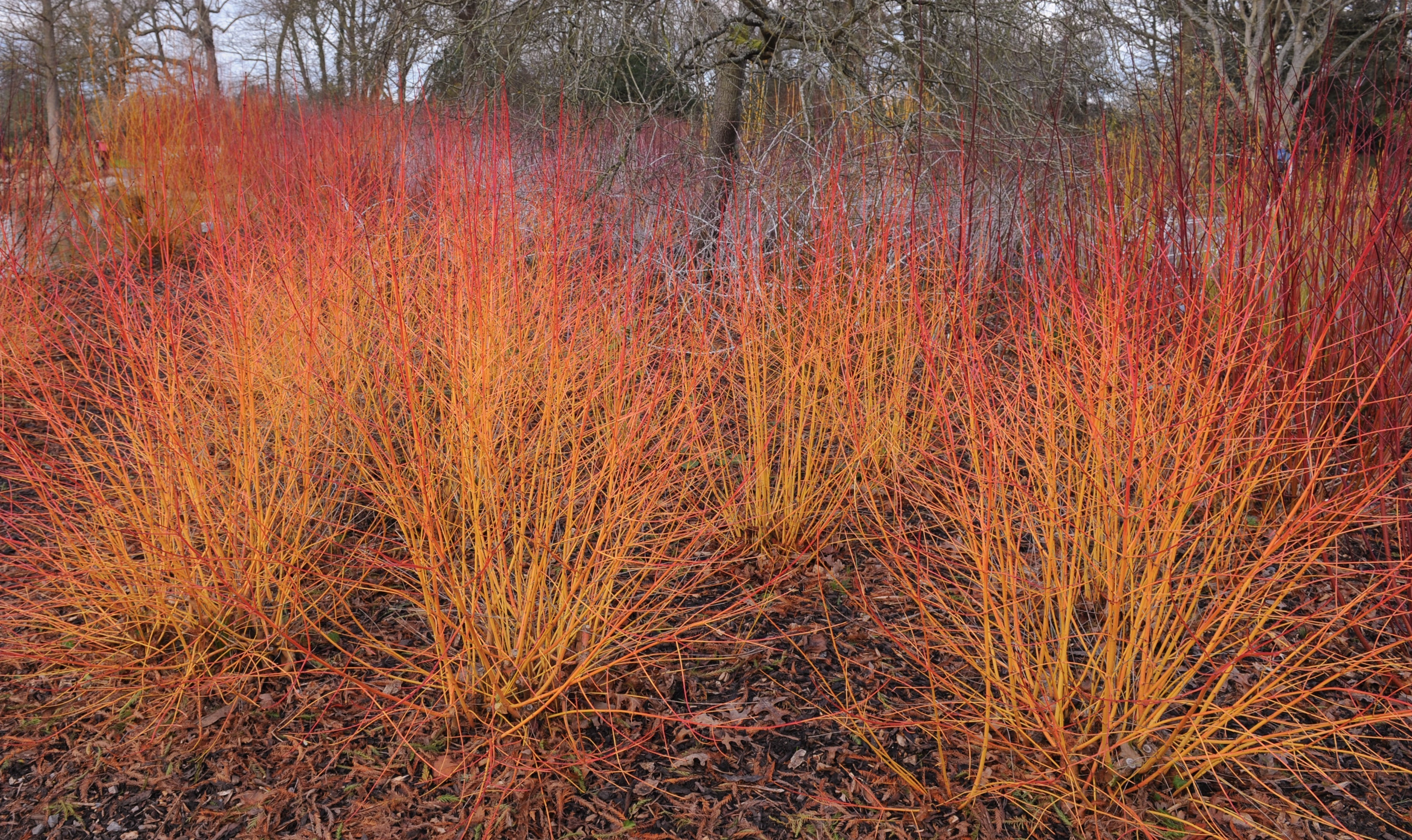 Winter dogwood shrubs with vivid red and orange stems providing colour and interest in an Irish garden.