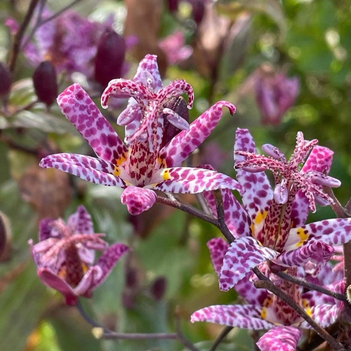 Gardening With Nature, Autumn Colour and Biodiversity at Tantalus Nursery - The Irish Gardener