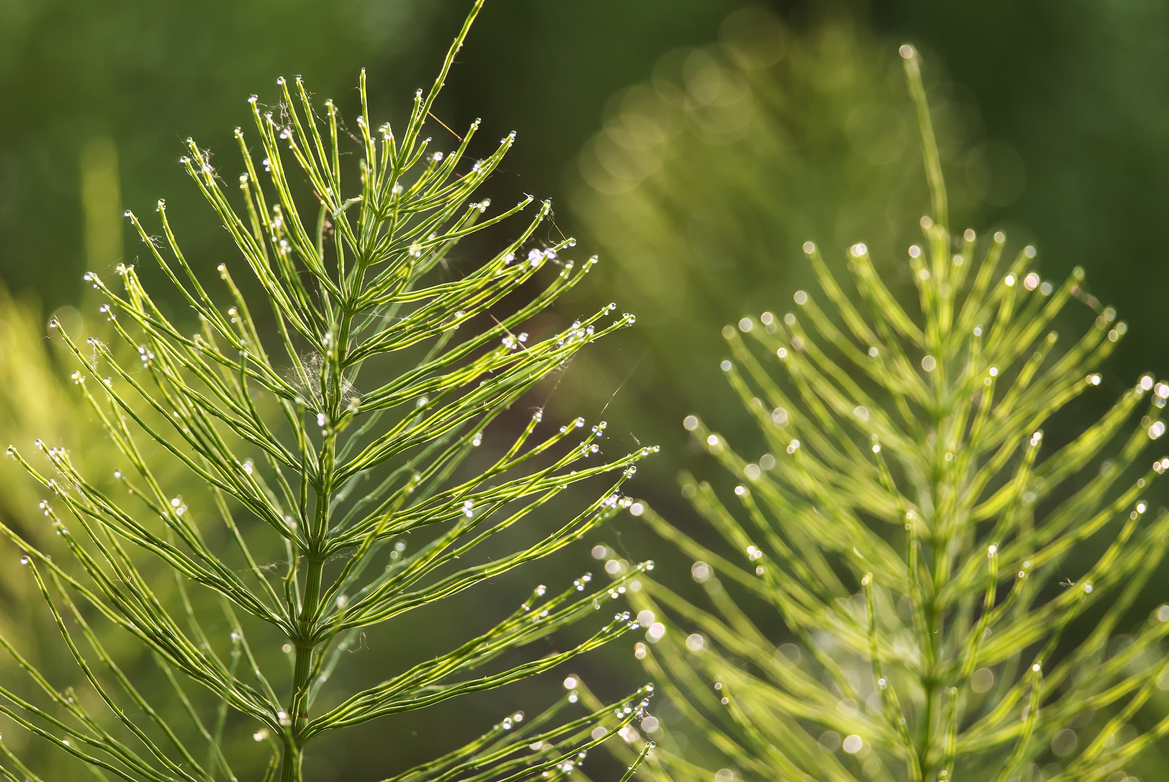 Dew-covered stems of horsetail (Equisetum arvense) catching the light, highlighting the plant’s fine, jointed structure