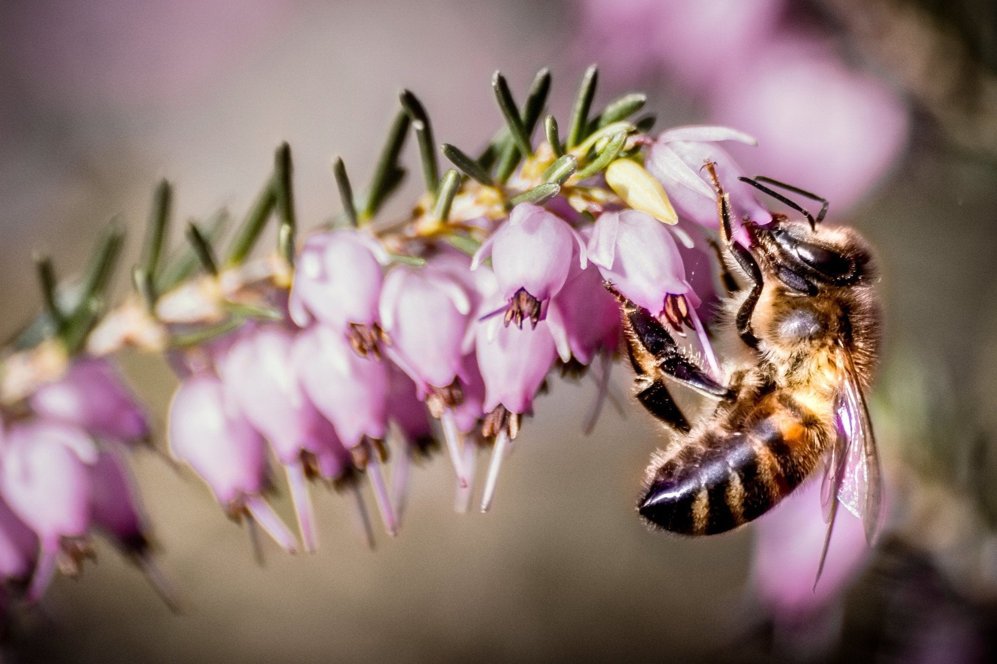 Irish Heathers, On Trend Again - The Irish Gardener
