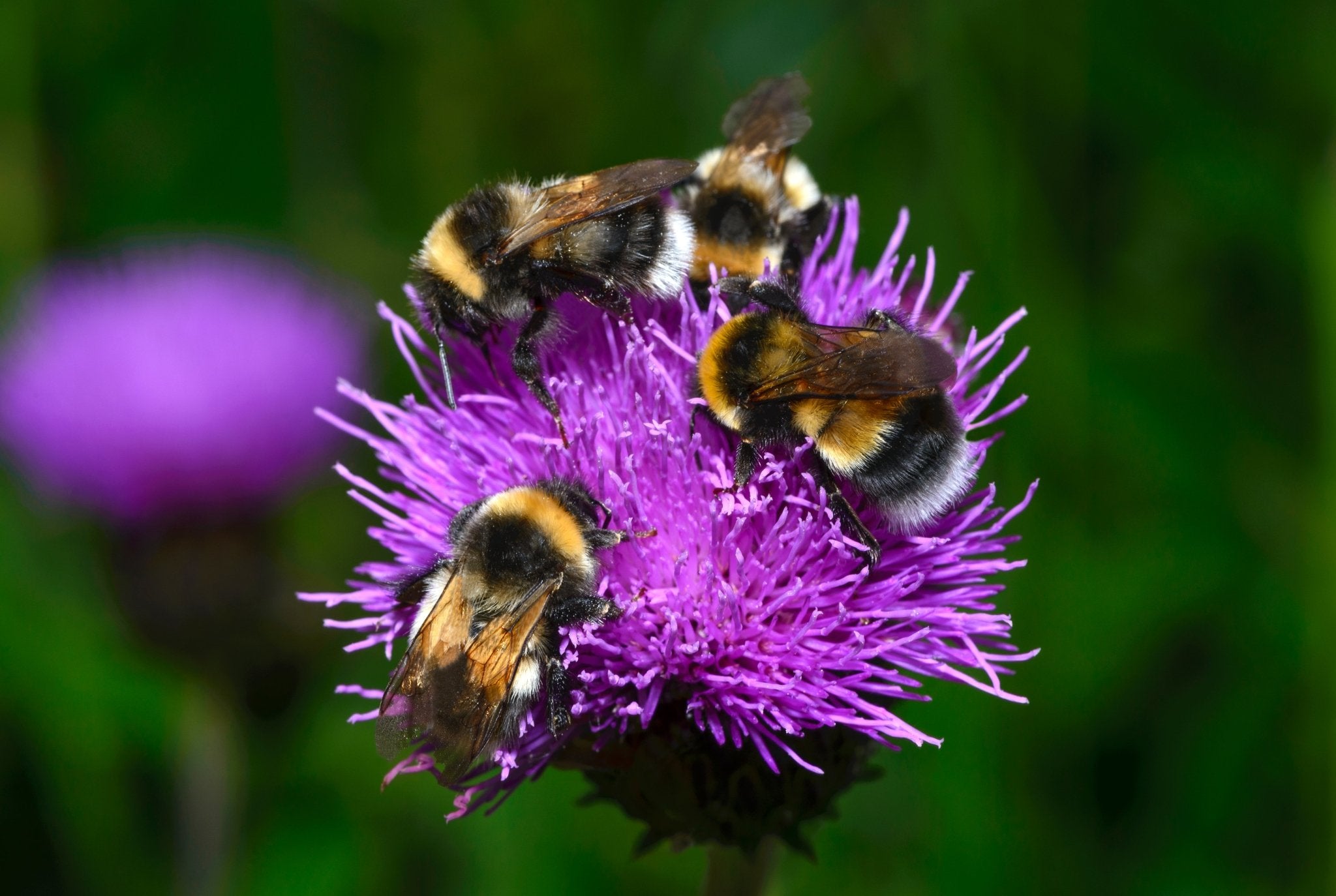 It's All About the Bees - The Irish Gardener Store